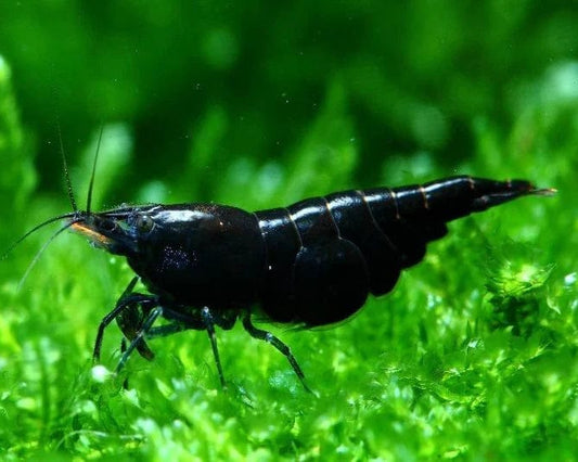 Black Rose Shrimp