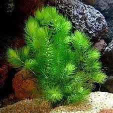 Hornwort