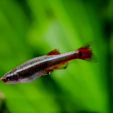 White Cloud Minnow