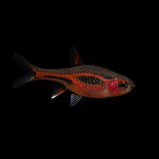 Chili Rasbora
