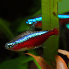 Cardinal Tetra