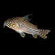 False Julii Cory