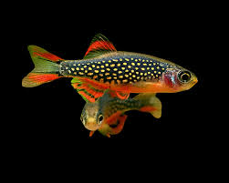 Galaxy Rasbora