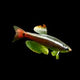 Harlequin Rasbora