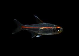 Glowlight Tetra