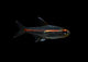 Glowlight Tetra