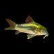 Green Laser Cory