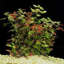 Ludwigia Repens