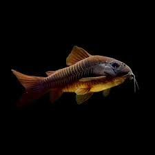 Black Venezuelan Cory