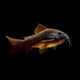 Black Venezuelan Cory