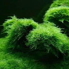 Java Moss