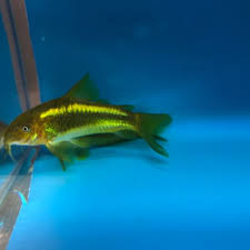 Green Laser Cory