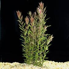 Rotala Rotundifolia