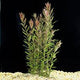 Rotala Rotundifolia