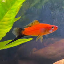 Swordtail – Red