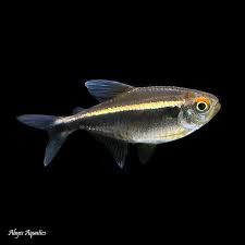 Black Neon Tetra