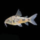Peppered Cory