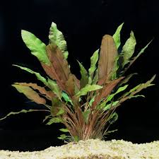 Cryptocoryne Wendtii