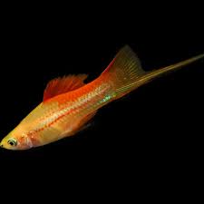Swordtail – Pineapple