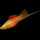 Swordtail – Pineapple