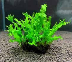 Java Fern Windelov
