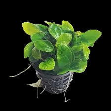 Anubias Nana Petite