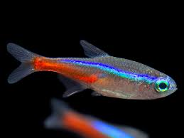 Neon Tetra