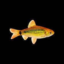 Gold Barb