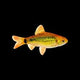 Gold Barb