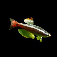 White Cloud Minnow