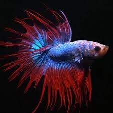 Betta Female