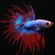 Betta Female