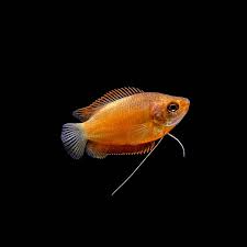 Dwarf Gourami