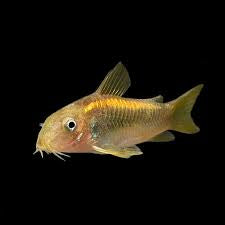 Gold Laser Cory
