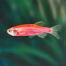 Zebra Danio