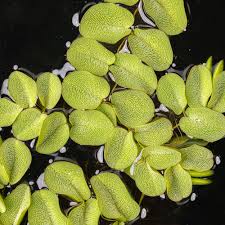 Salvinia