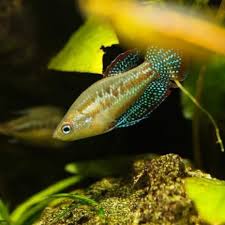 Sparkling Gourami