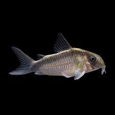 Skunk Cory