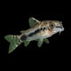 Habrosus Cory