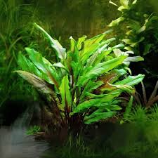 Cryptocoryne Wendtii