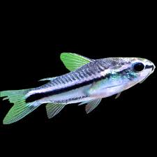 Dwarf Cory