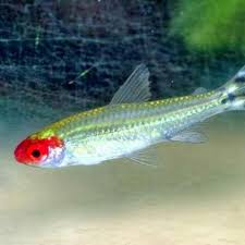 Rummy Nose Tetra