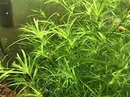 Guppy Grass