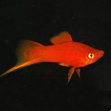 Swordtail – Red