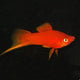 Swordtail – Red