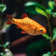 Gold Barb