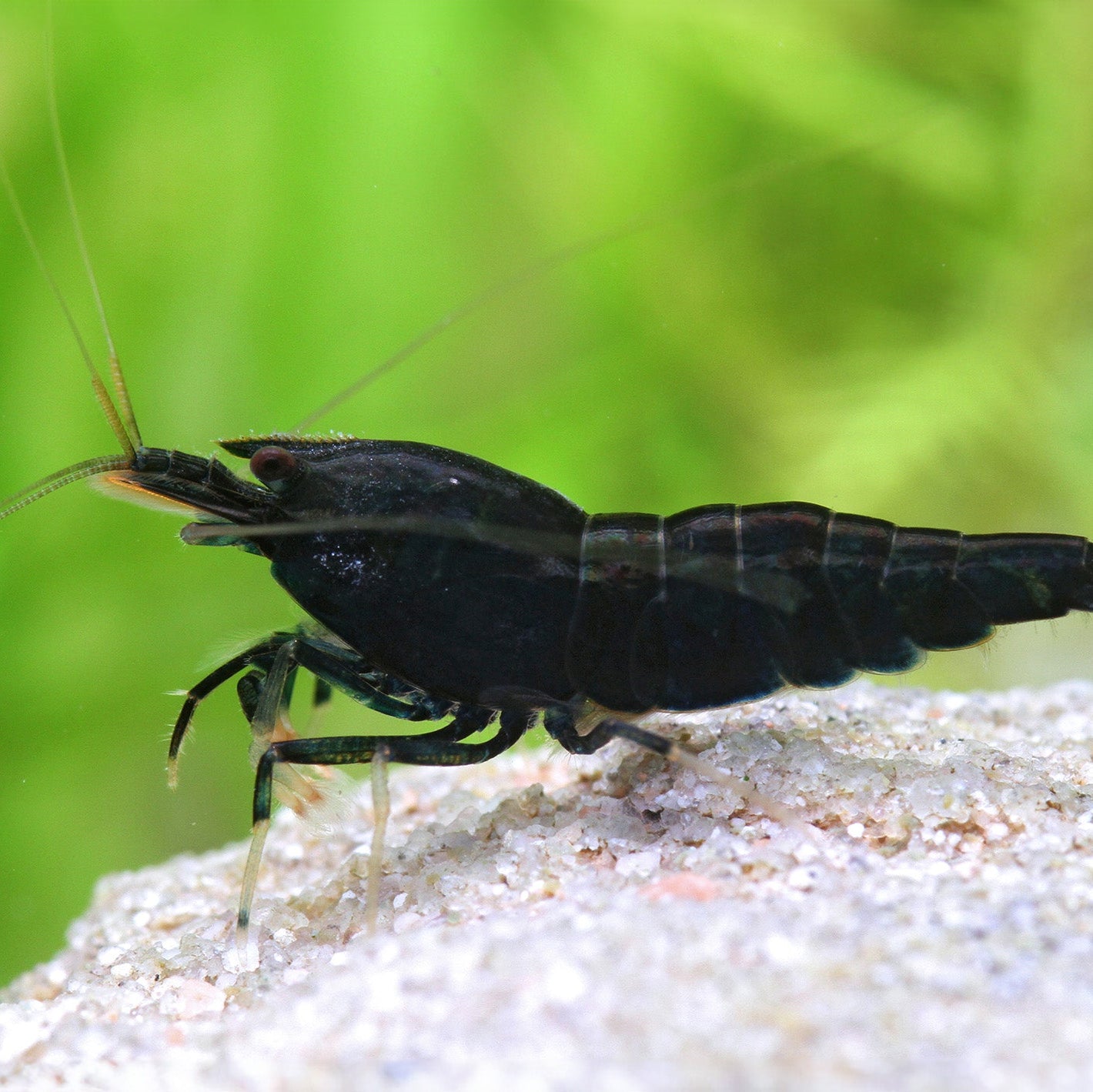 Extreme King Kong Shrimp