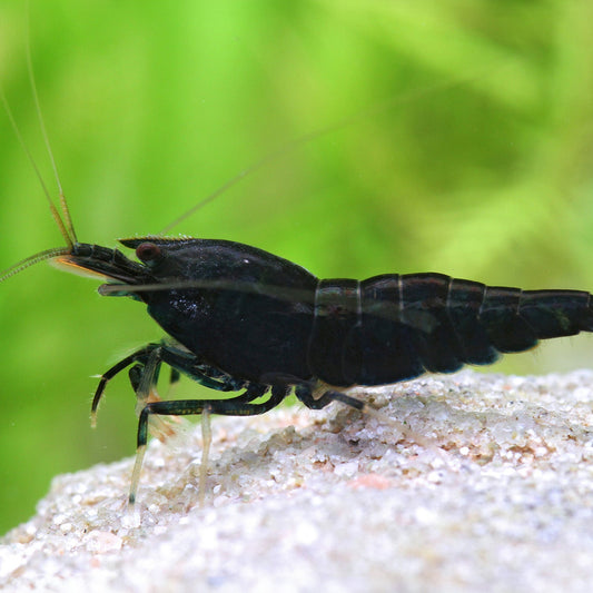 Extreme King Kong Shrimp