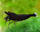 King Kong Shrimp