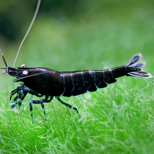 Orange Eye Black Tiger Shrimp